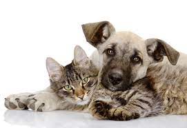 PET CARE